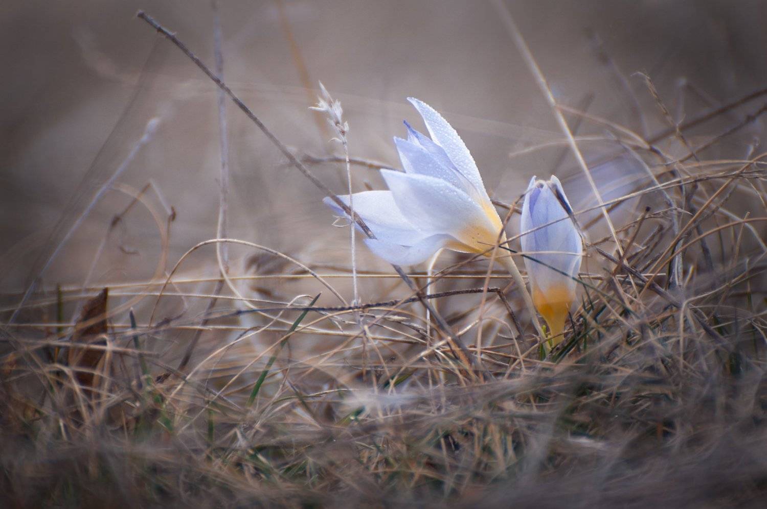 , Аделина Деветакова