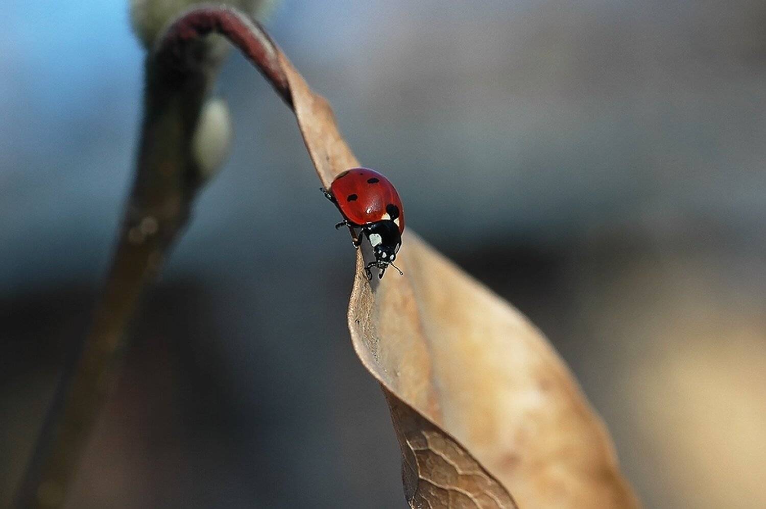 природа, макро, зима, оттепель, жук, божья коровка, Неля Рачкова