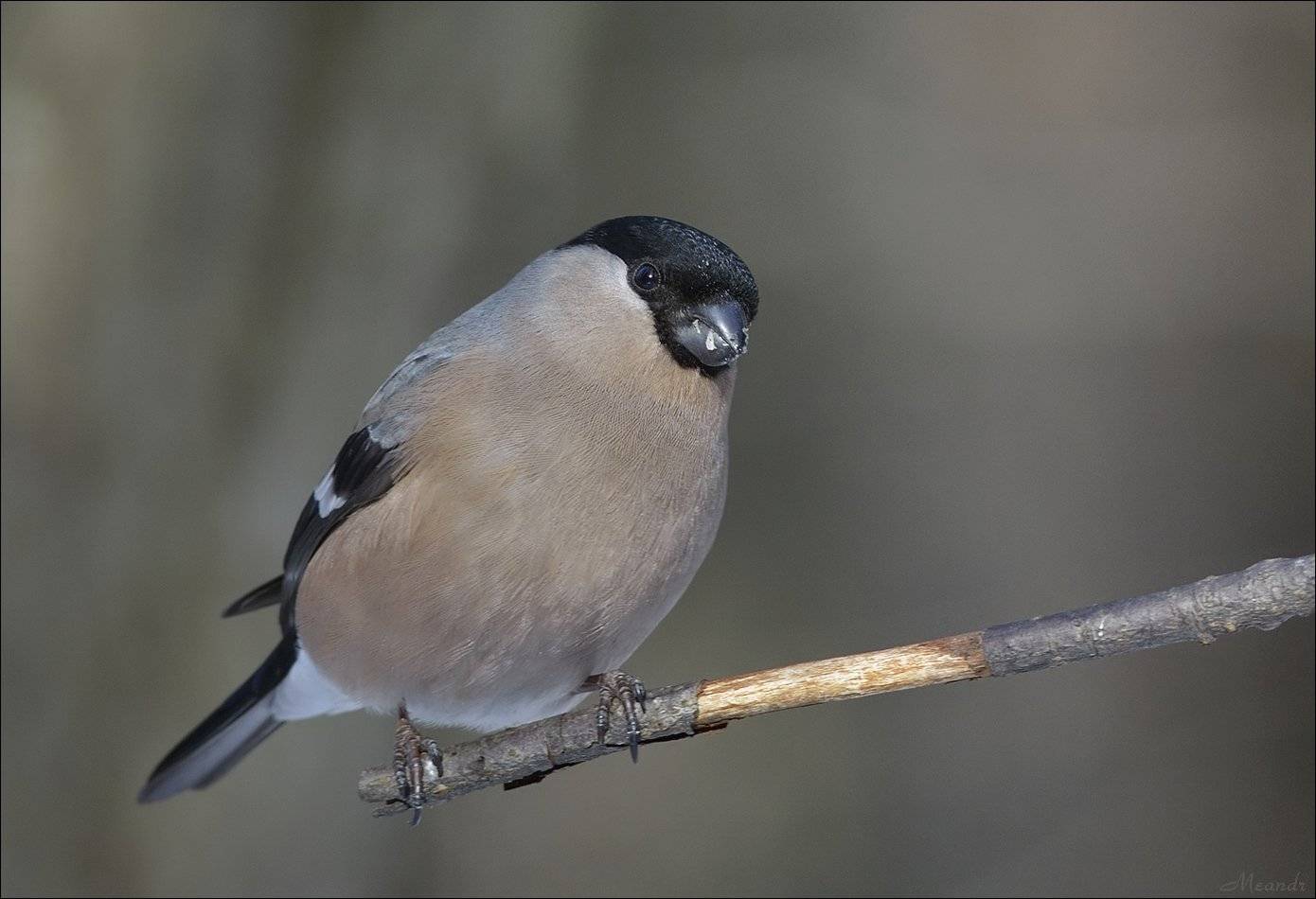 снегирь, Андрей Медведев