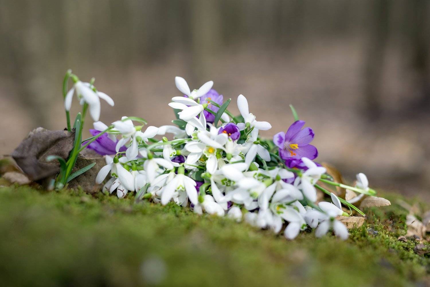 spring,flower,colors,nature,leaf,, Marius Turc