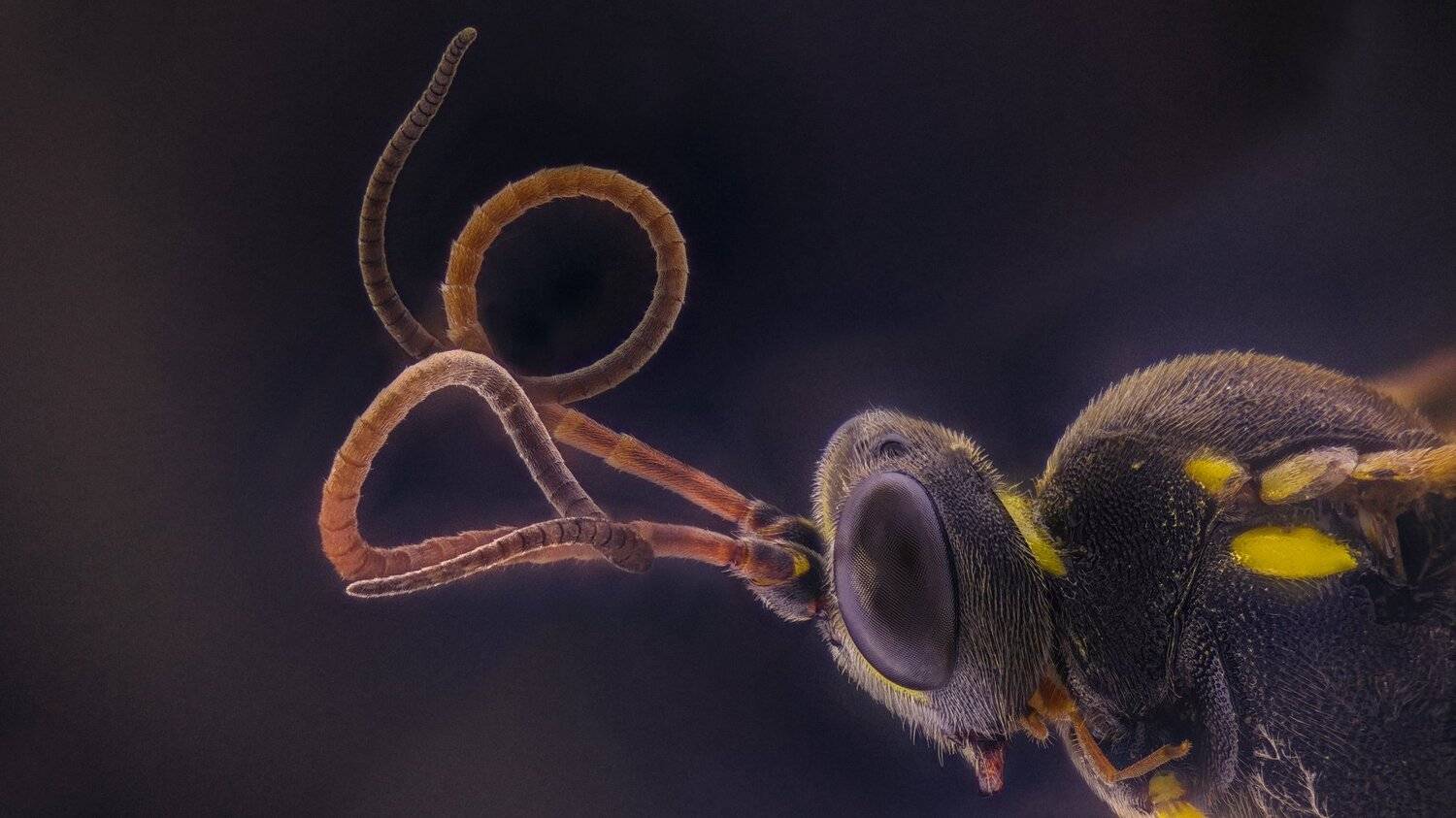 Wasp. Автор: Tsvetan Ganev ceclii,macro,lgg4, Tsvetan Ganev
