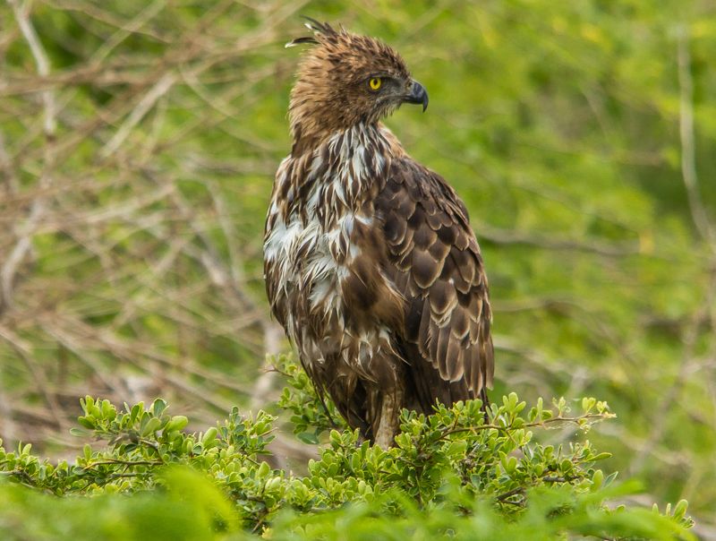 changeable hawk eagle фото превью