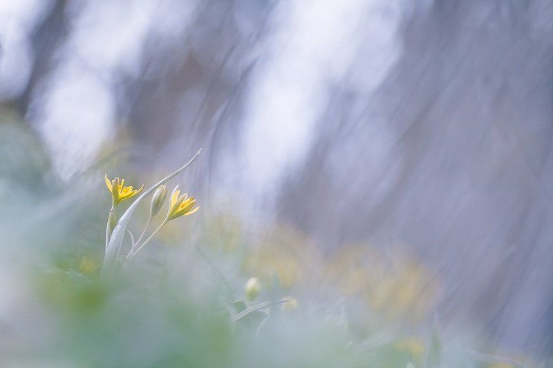 flowers, spring Spring фото превью