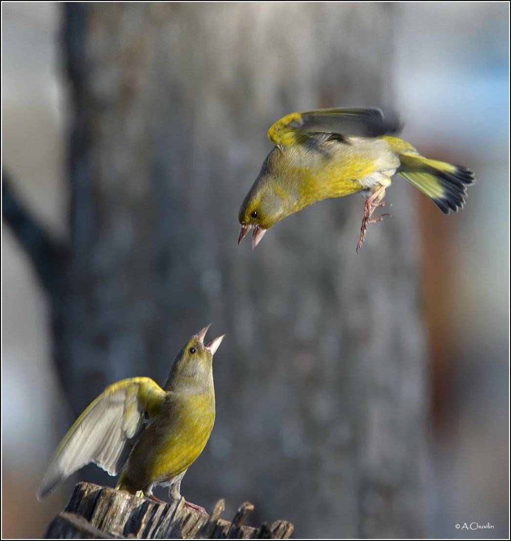 зеленушки драка крутое пике, Александр Чувилин