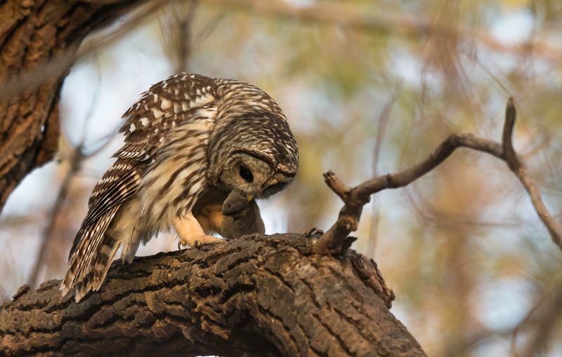 Chouette Rayée / Barred Owl / Strix varia фото превью