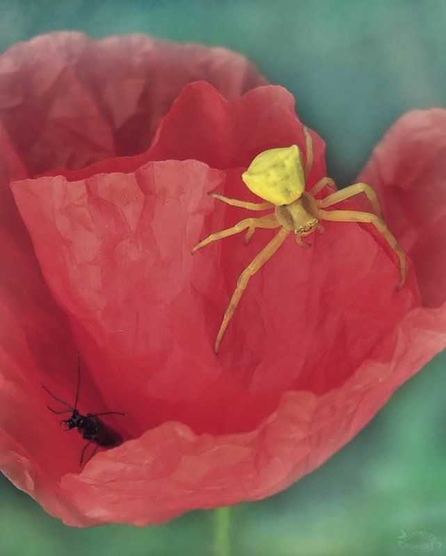 Zabawa w chowanego фото превью