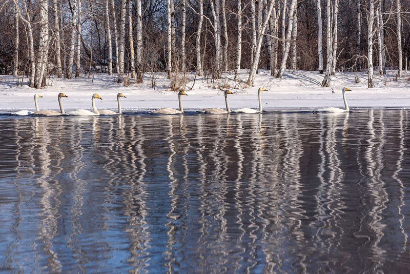 лебеди, алтай, swans, whooper, altai В отражениях фото превью