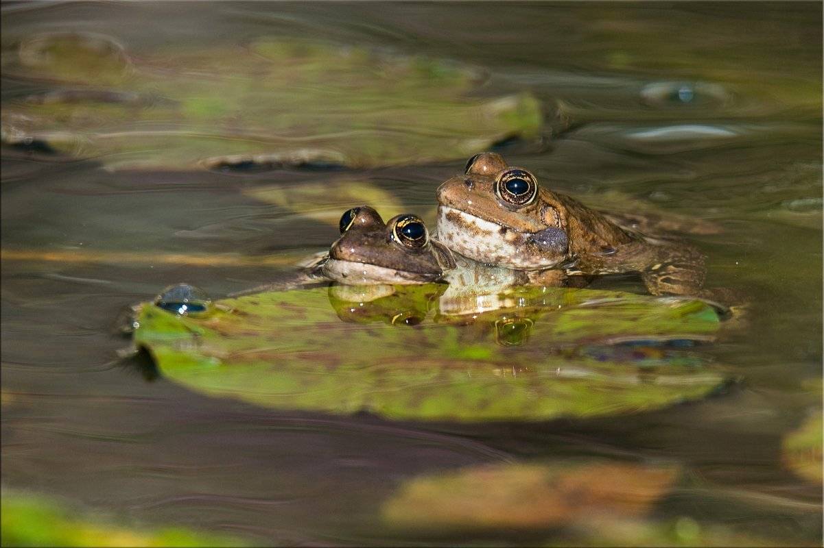 лягушки, пруд, март, Людмила Бекман