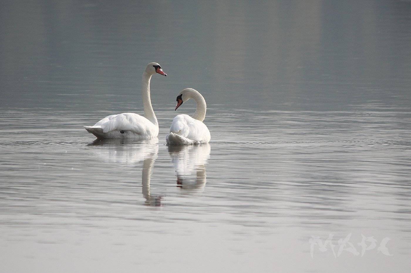 животные птицы лебеди озеро кандры-куль башкортостан, Шангареев Марс