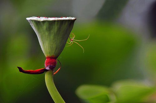 Lotus photographer