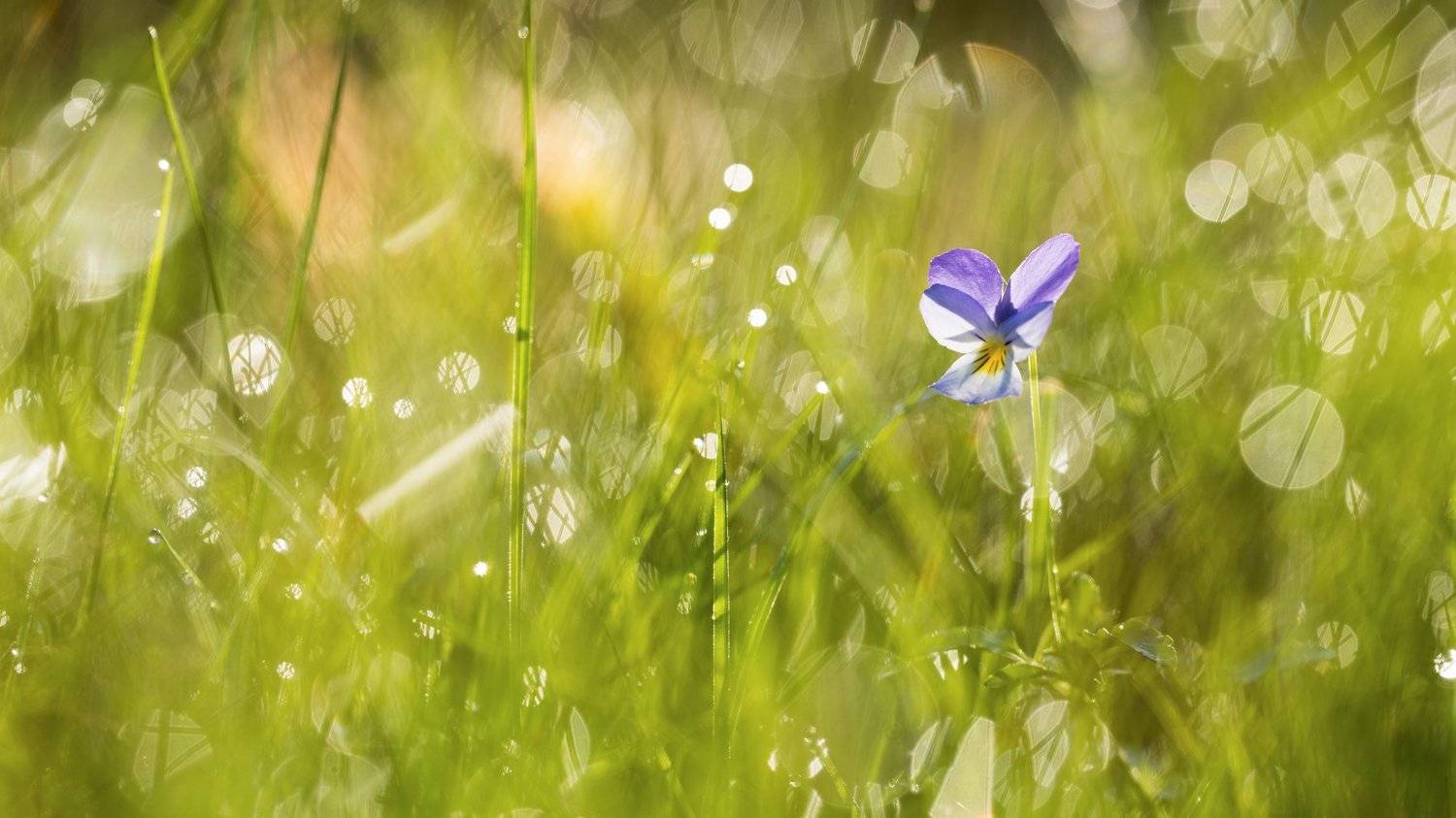 цветы,цветок,макро,растения,природа,дикие цветы,анютины глазки, Александр Иванов