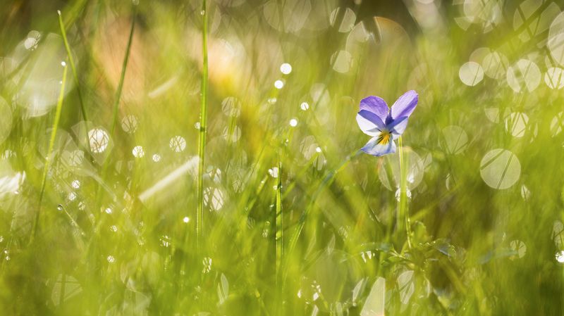 цветы,цветок,макро,растения,природа,дикие цветы,анютины глазки Анютины глазки фото превью