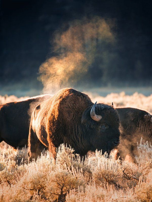 Bison  Badass фото превью