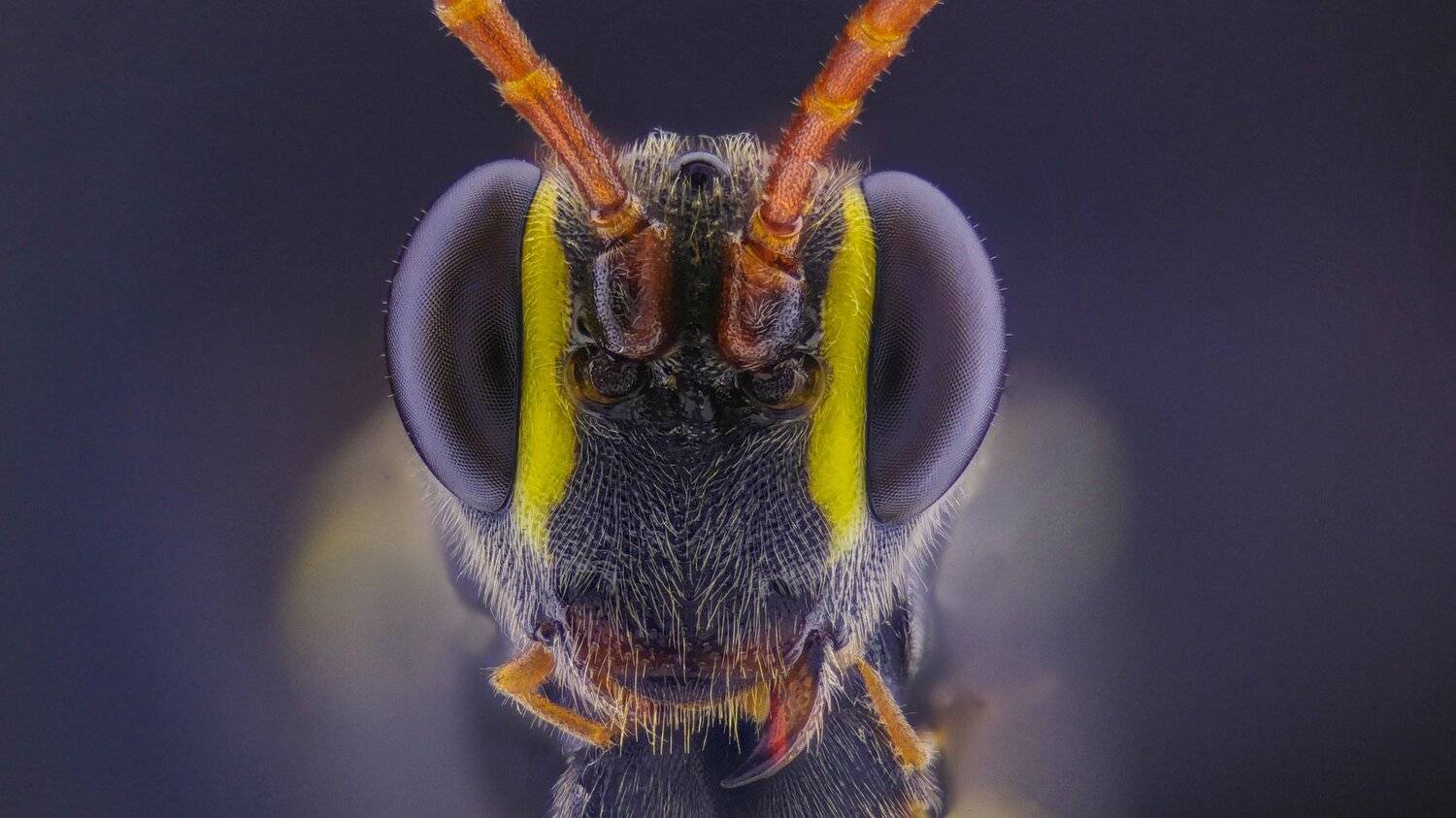 ceclii,macro,lgg4, Tsvetan Ganev