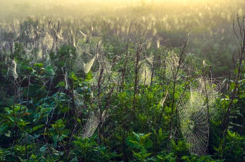 Страна пауков