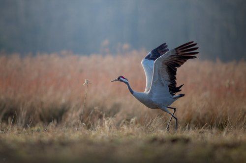 Grus grus