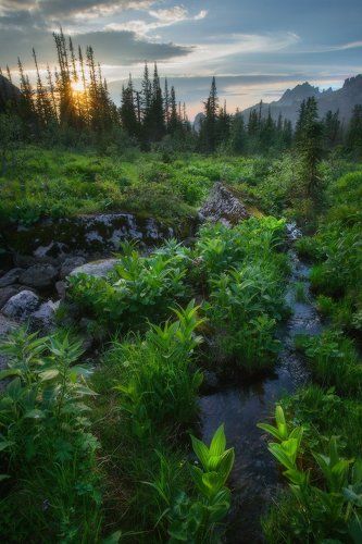 У таежного ручья