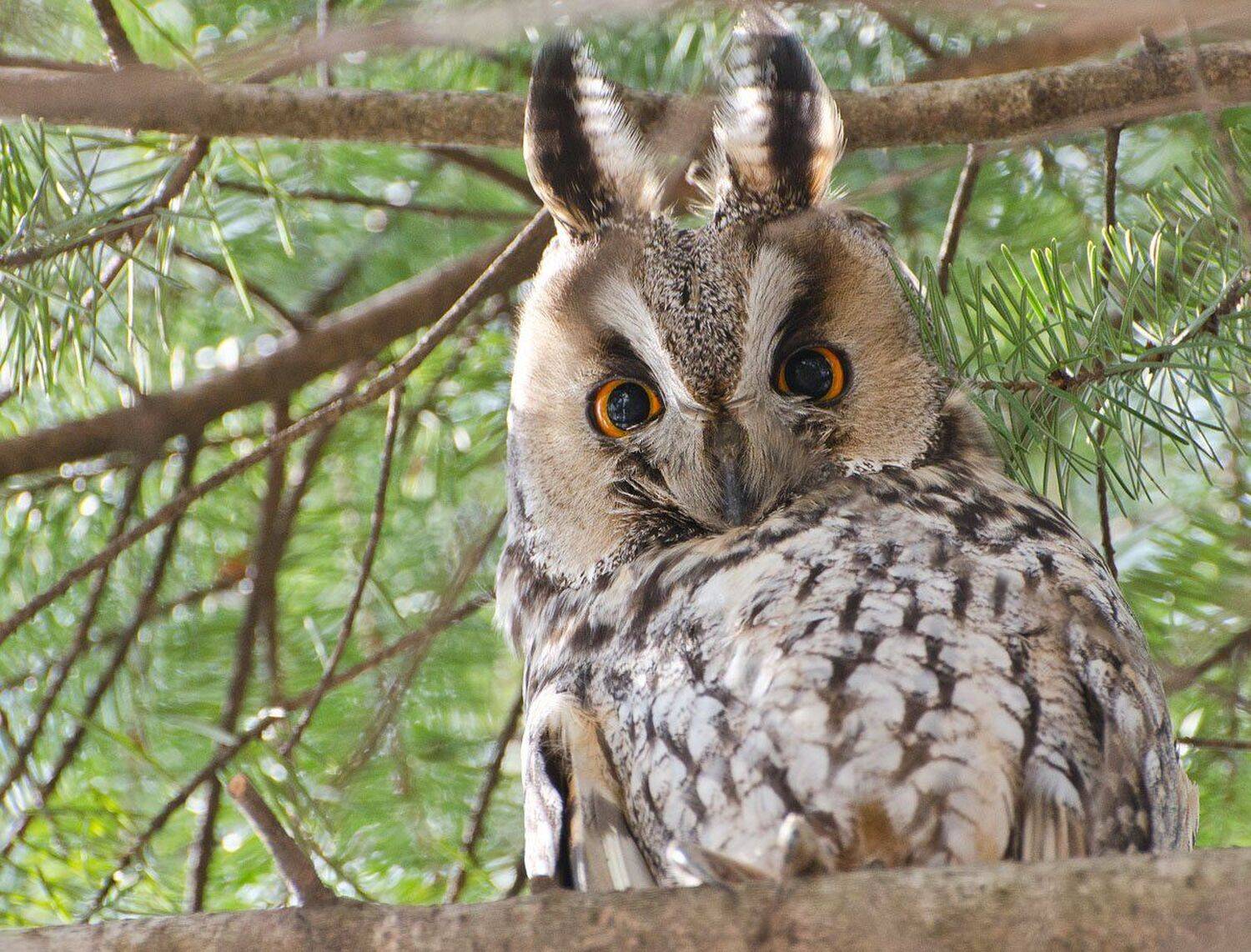 птица сова ушастая, Михаил Агеев
