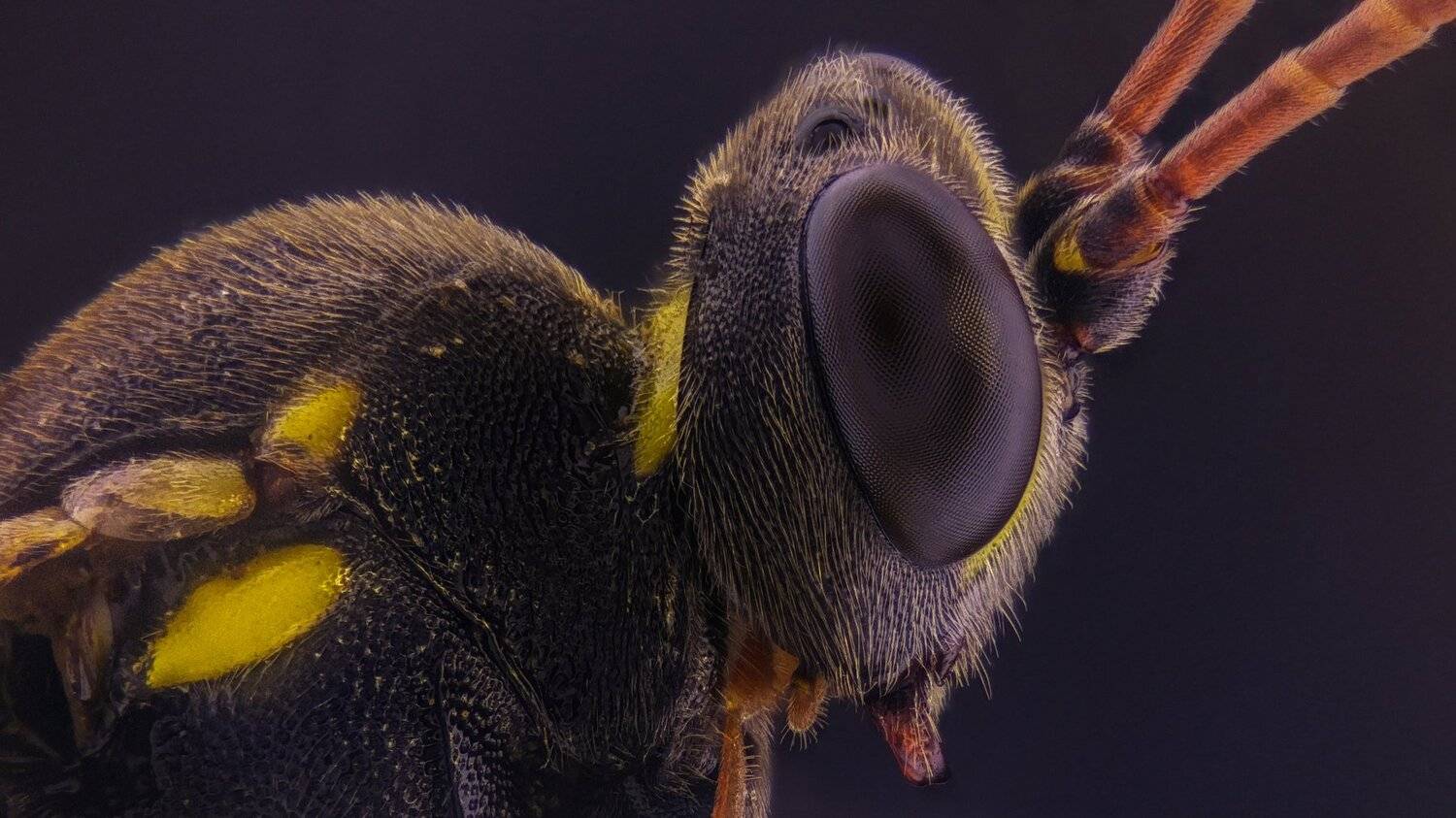 Автор: Tsvetan Ganev ceclii,macro,lgg4, Tsvetan Ganev