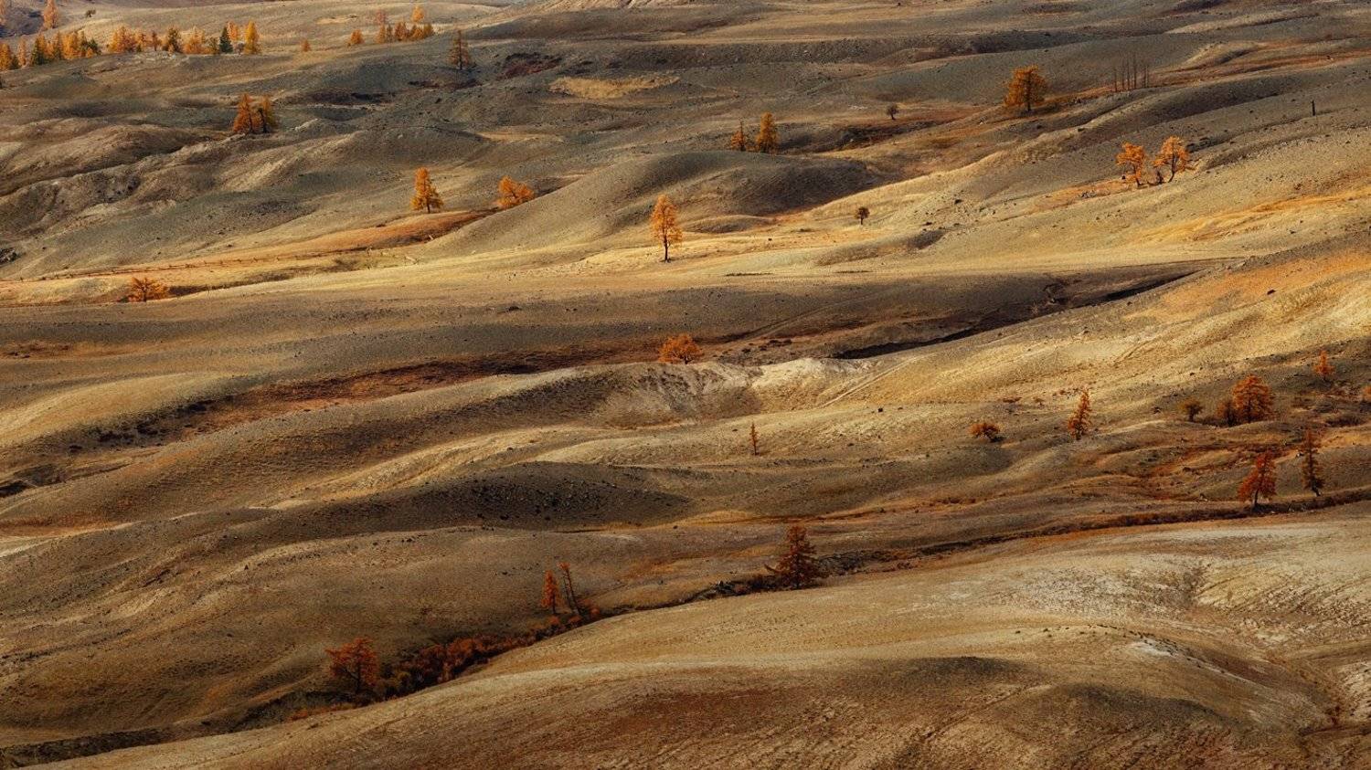 , Бруно Томский