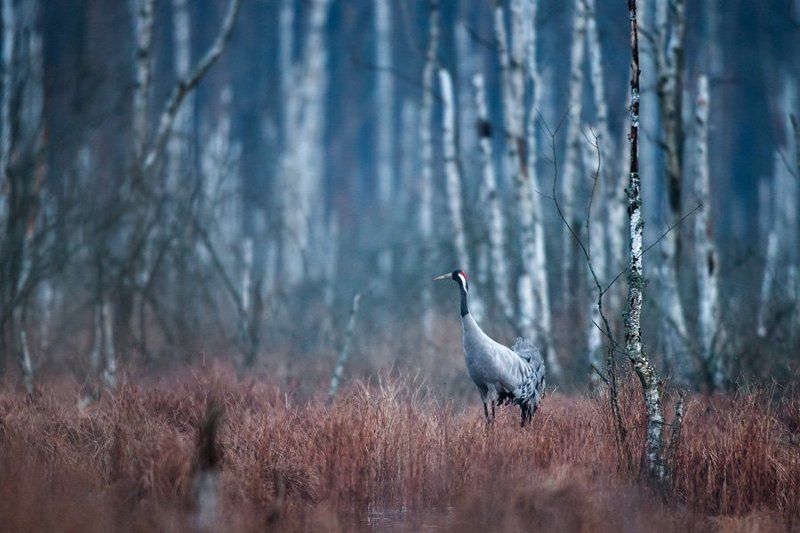 Between night and day фото превью