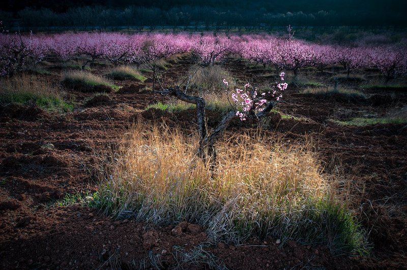 пора цветения фото превью