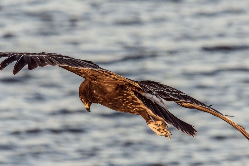 gone with the wind фото превью