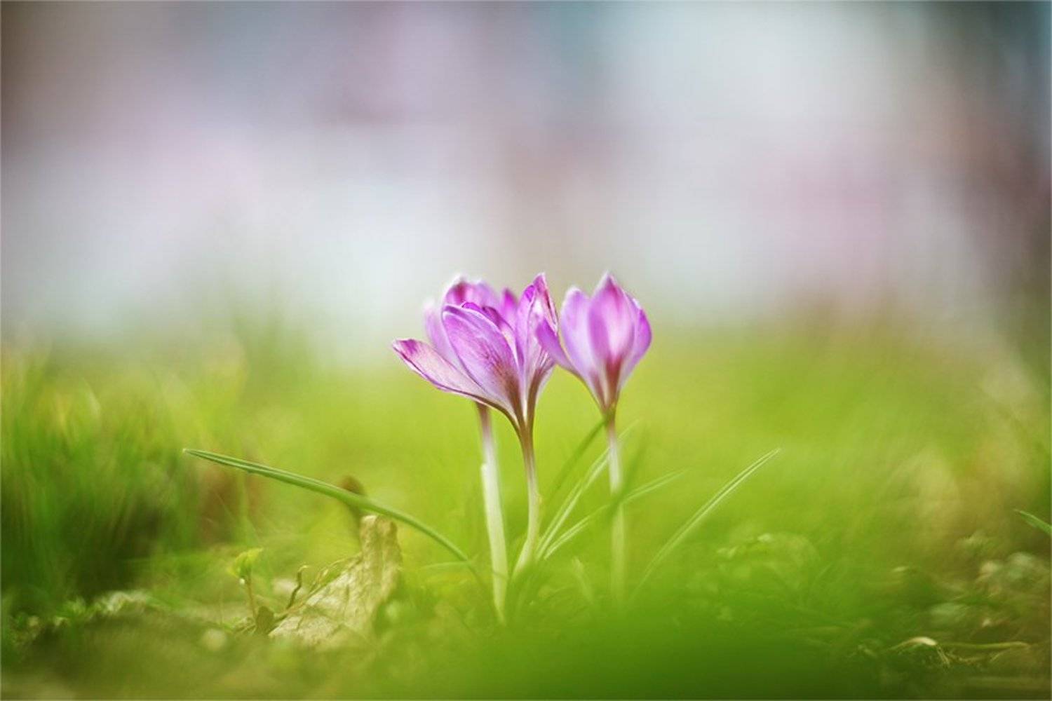 , Наталья Ова