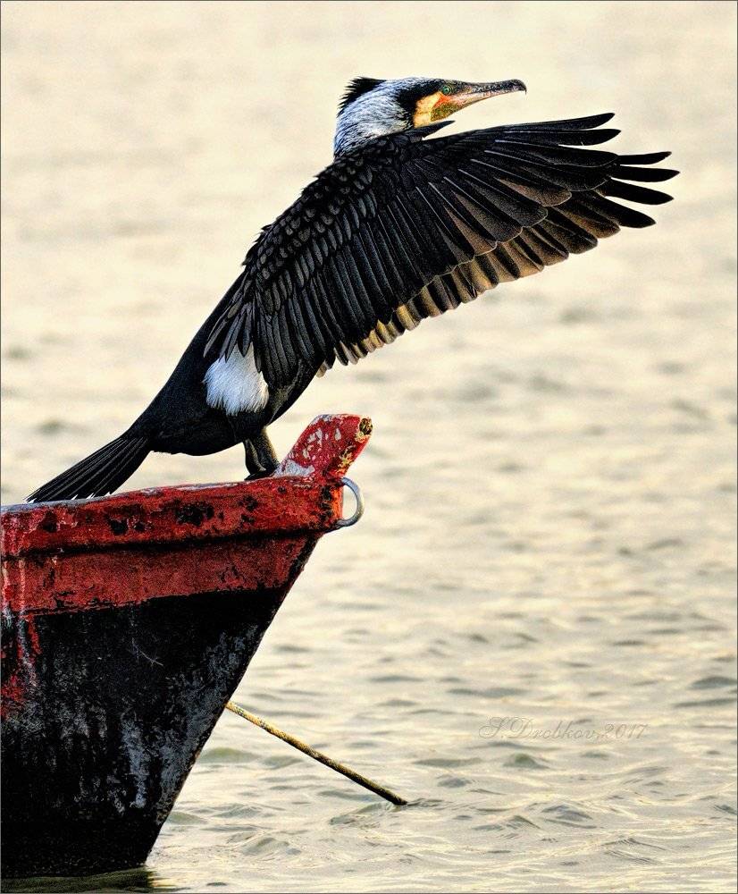 баклан, фауна, птицы, вода, закат, лодка, Sergey Drobkov