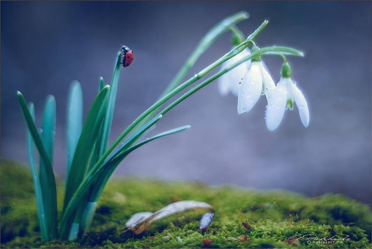 , Рудченко Анатолий