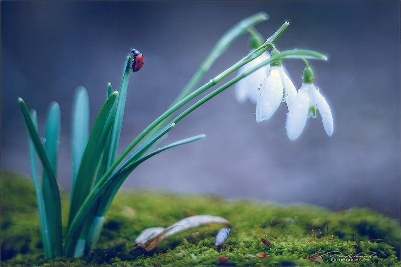 Весна...Все прокидается  фото превью