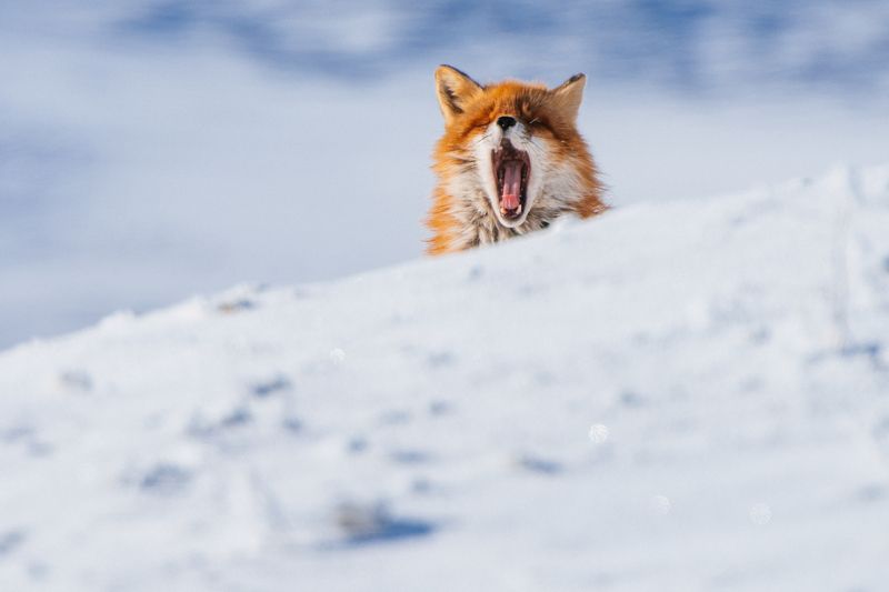 Лиса, Чукотка *** фото превью