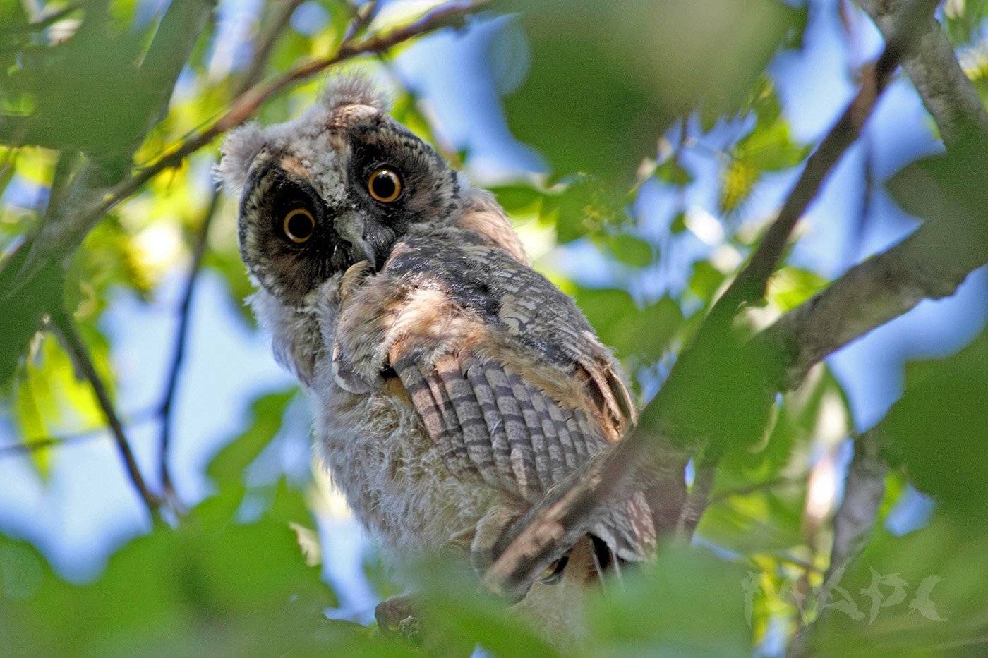 животные птицы ушастая сова лето, Шангареев Марс