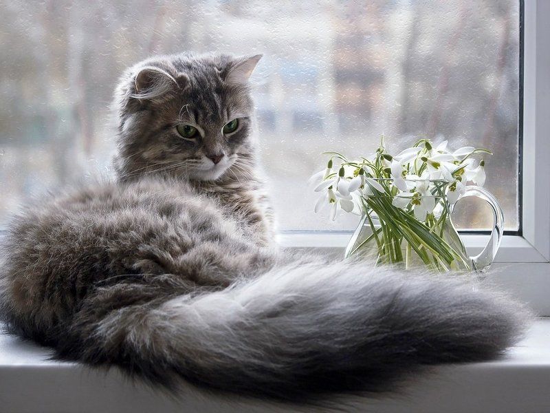 А за окном весна и ...дождь фото превью