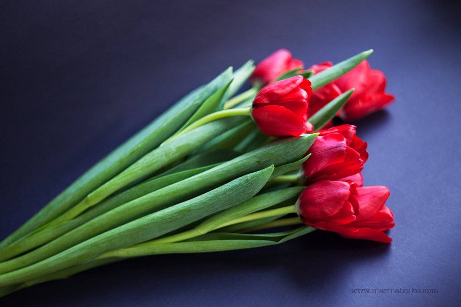 цветы, синий, красный, зеленый, тюльпаны, натюрморт, цвет, свет, фото, фотография, photo, photography, nature, still life, light, red, blue, green, flower, flowers, tulips, Марина Бойко