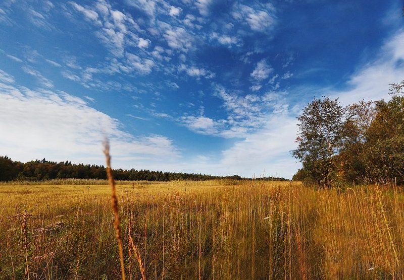 #nature #sky #sun #summer #beach #beautiful #pretty #sunset #sunrise #blue #flowers #night #tree #twilight #clouds #beauty #light #cloudporn #photooftheday #love #green #skylovers #dusk #weather #day #red #iphonesia #mothernature Summer tree фото превью