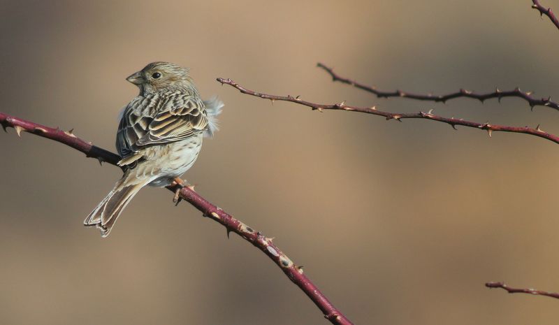 Просянка.(Miliaria calandra, Emberiza calandra) — птица семейства овсянковых. фото превью