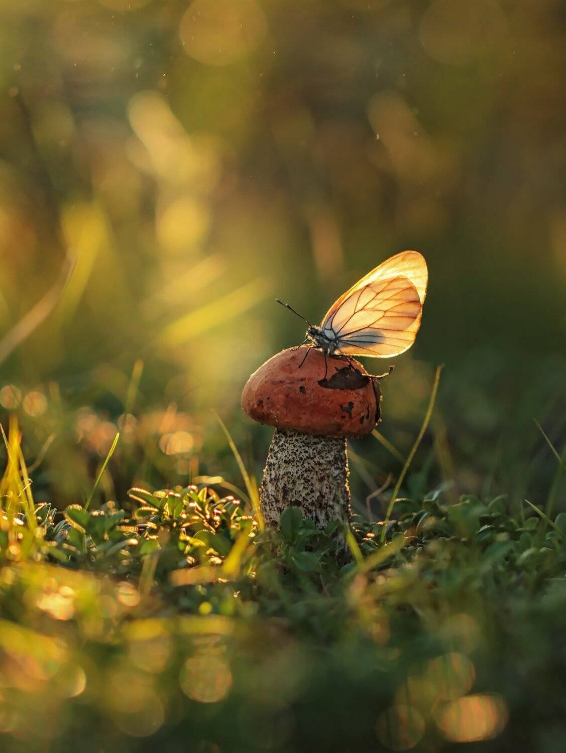 подосиновик, бабочка, якутия,, Евгения Левина