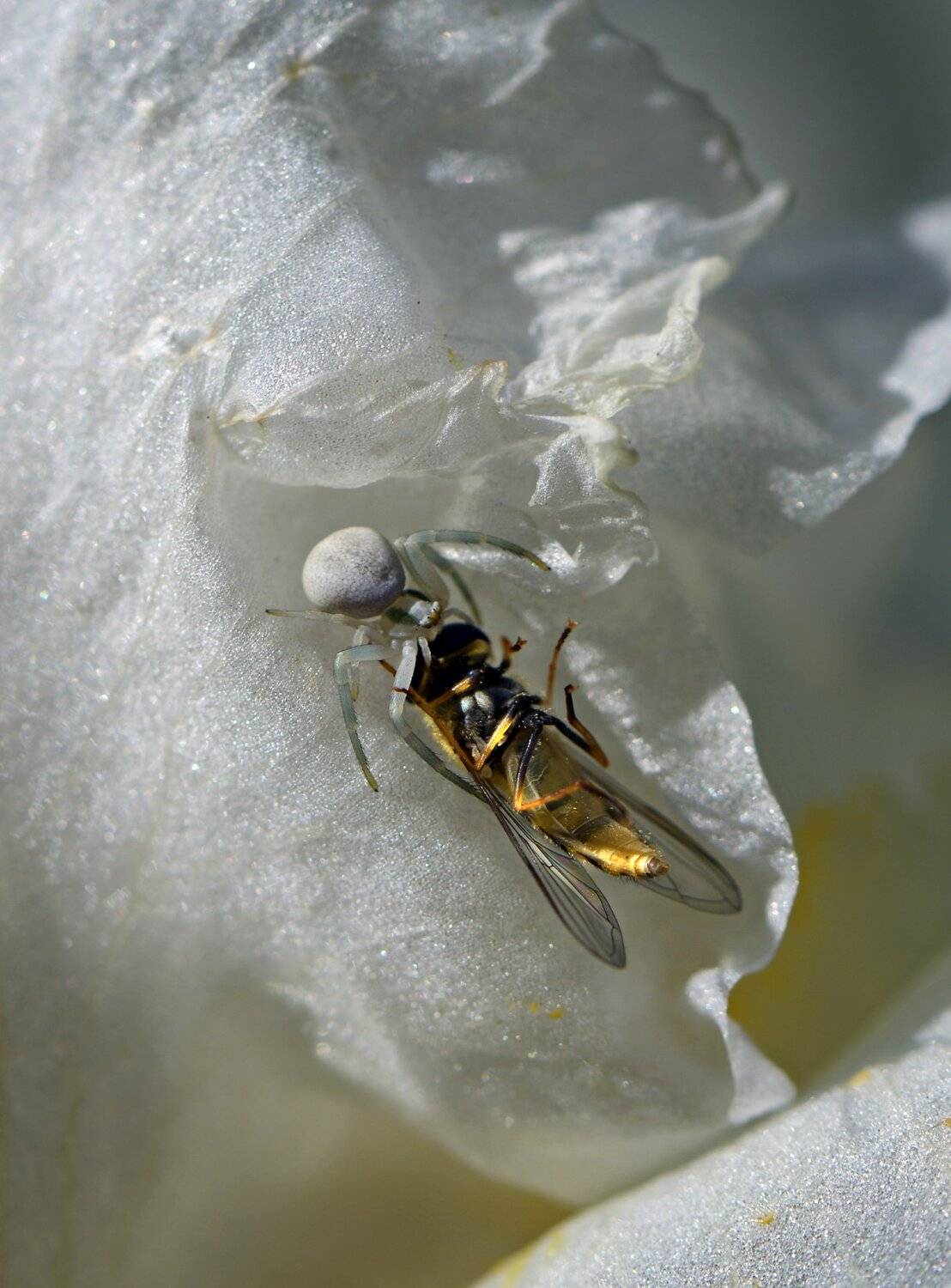 природа, макро, растение, белый ирис, насекомые, хищник и жертва, паук, мизумена, журчалка, Неля Рачкова