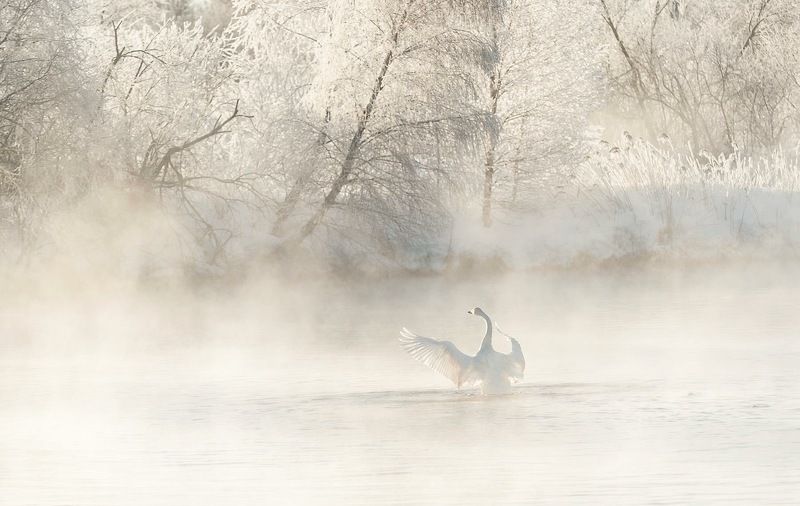 Приветствуя новый день фото превью