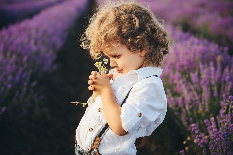 ромашка, цветы, лаванда, мальчик, поле, лето Ромашки фото превью