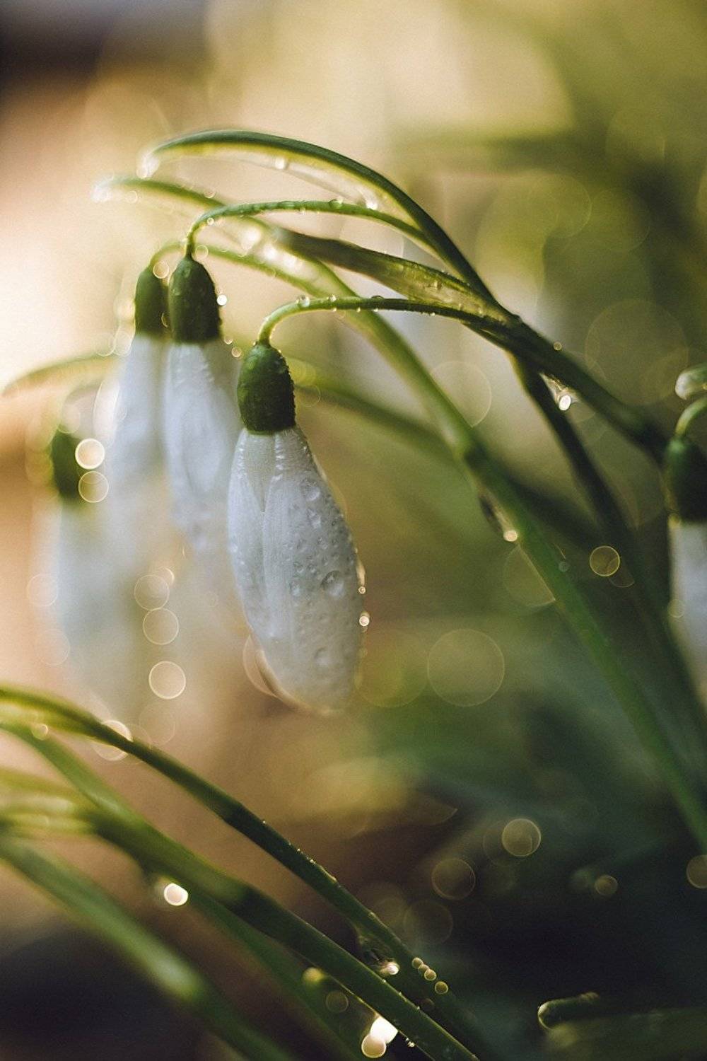 первоцветы подснежники макро весна, Шидловская-Вашкевич Татьяна