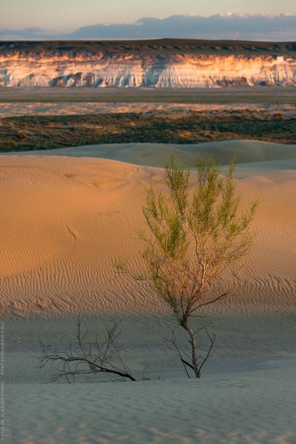 пейзаж, пустыня, песок, закат, дерево, плоскогорье, свет, Мангистау, Мангышлак, Устюрт, landscape, Mangistau, Mangyshlak, Ustyurt, Юлия Назаренко