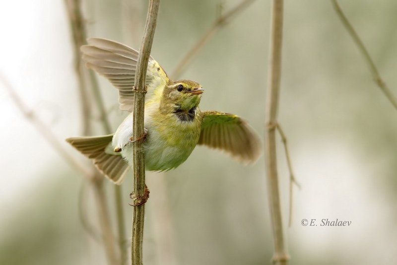 birds,phylloscopus trochilus,willow warbler,пеночка,пеночка-весничка,птица,птицы,фотоохота Пеночка-весничка фото превью