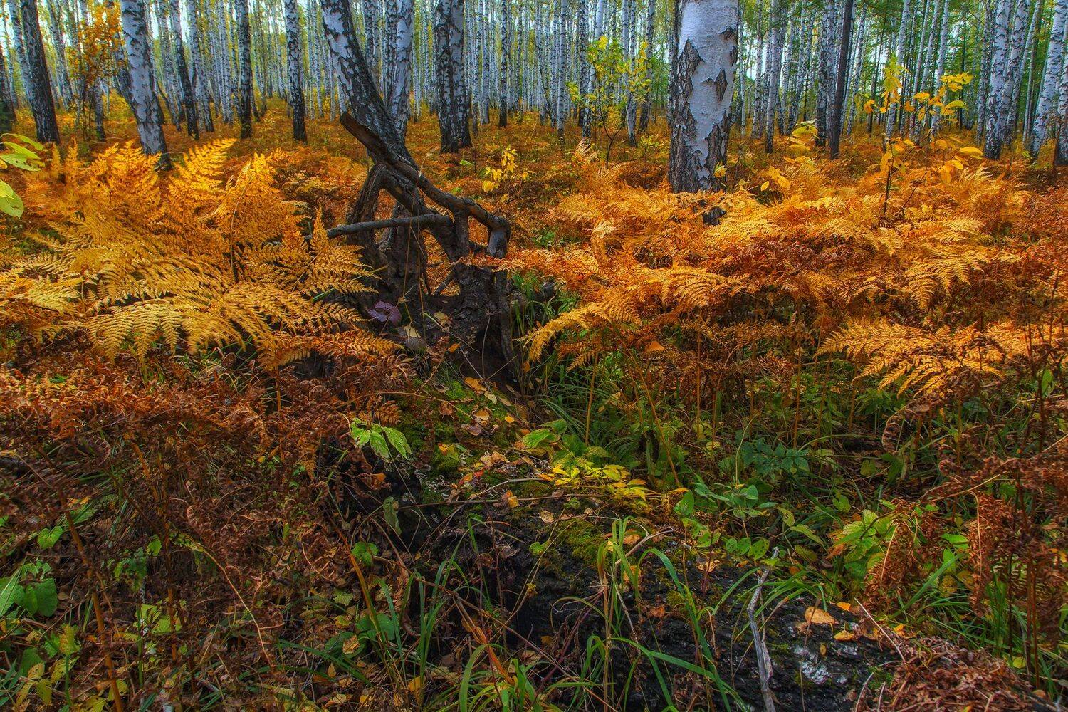 , Павел Сагайдак