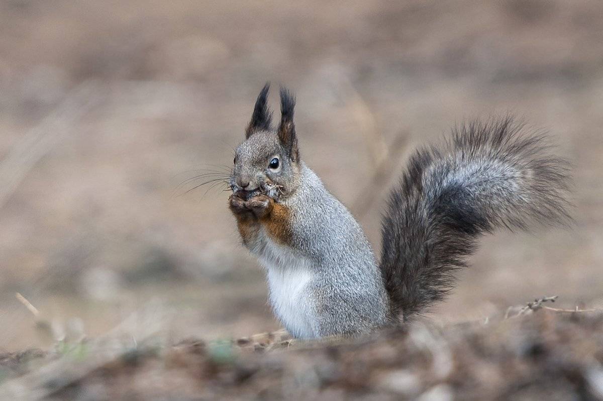 белочка, Александр Маркелов