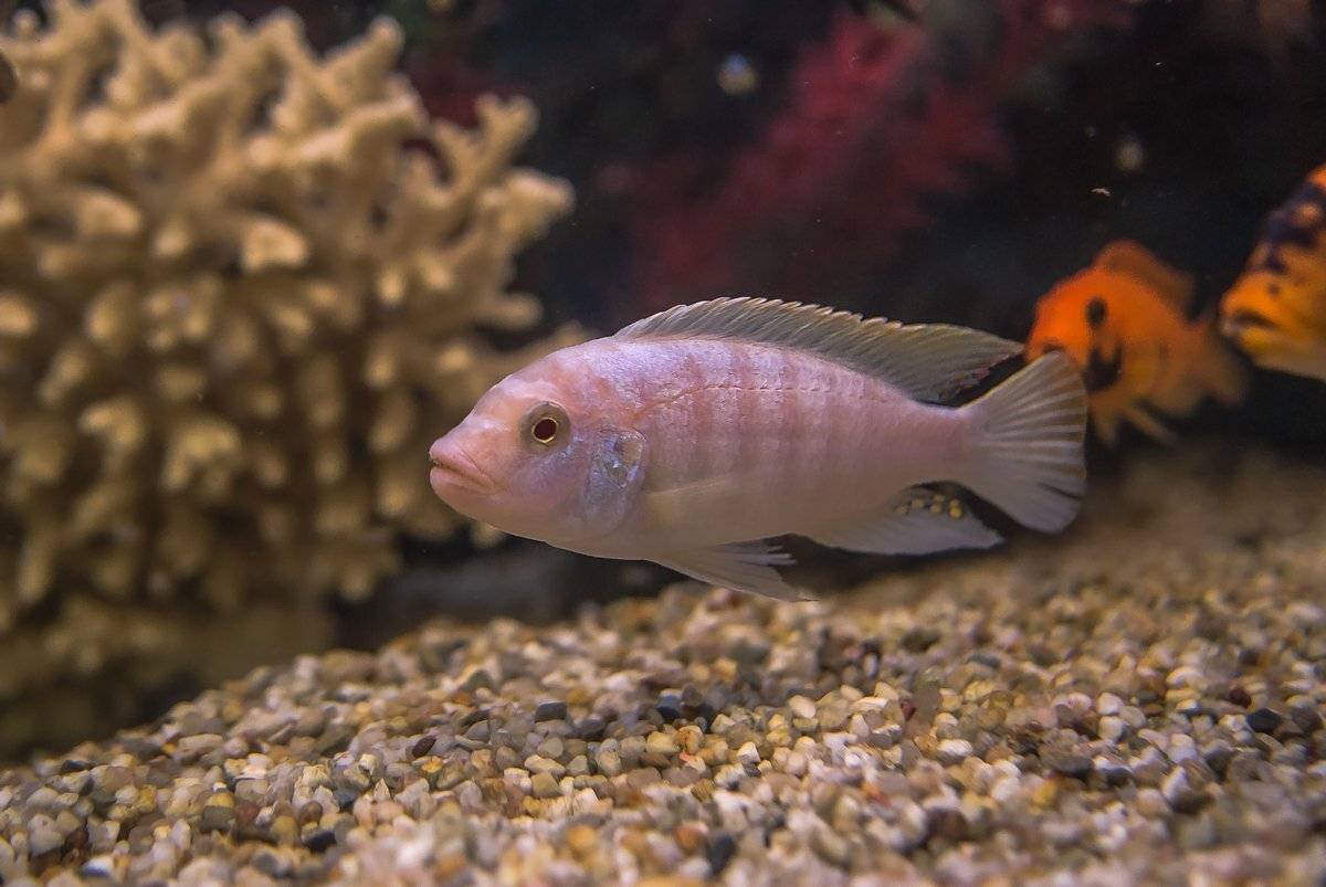 аквариум, Александр Маркелов