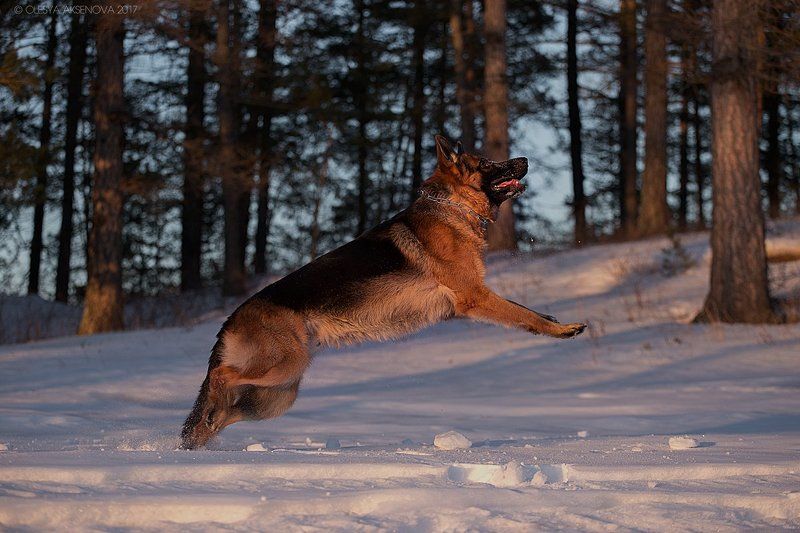 немецкая овчарка, собака, снег, зима, весна, щенок, прыжок, миасс, кошкуль Ловим снег фото превью