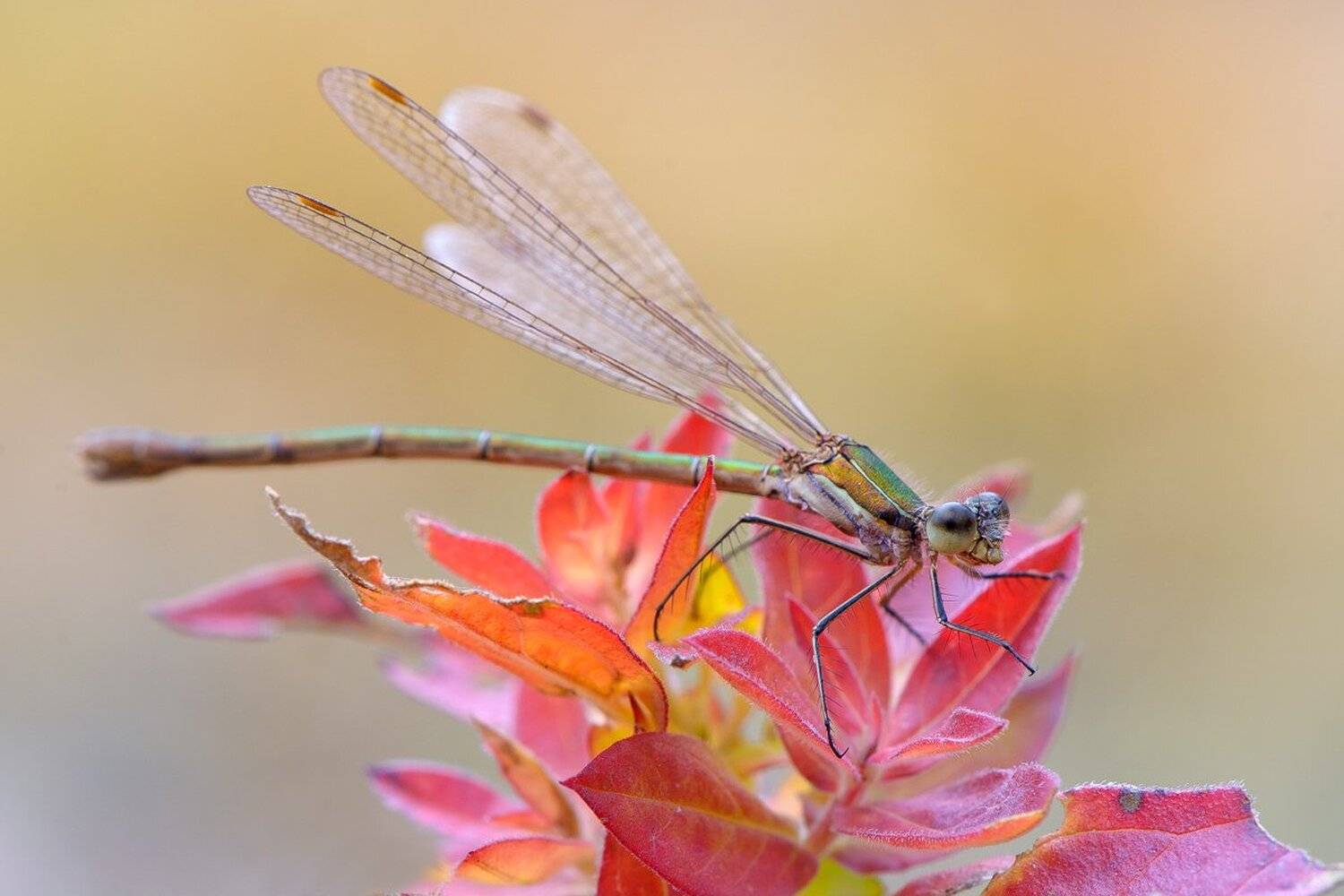 , Кузнецов Дмитрий