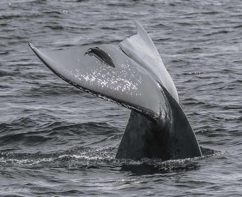 sea Blue Whale Away to the deep  фото превью